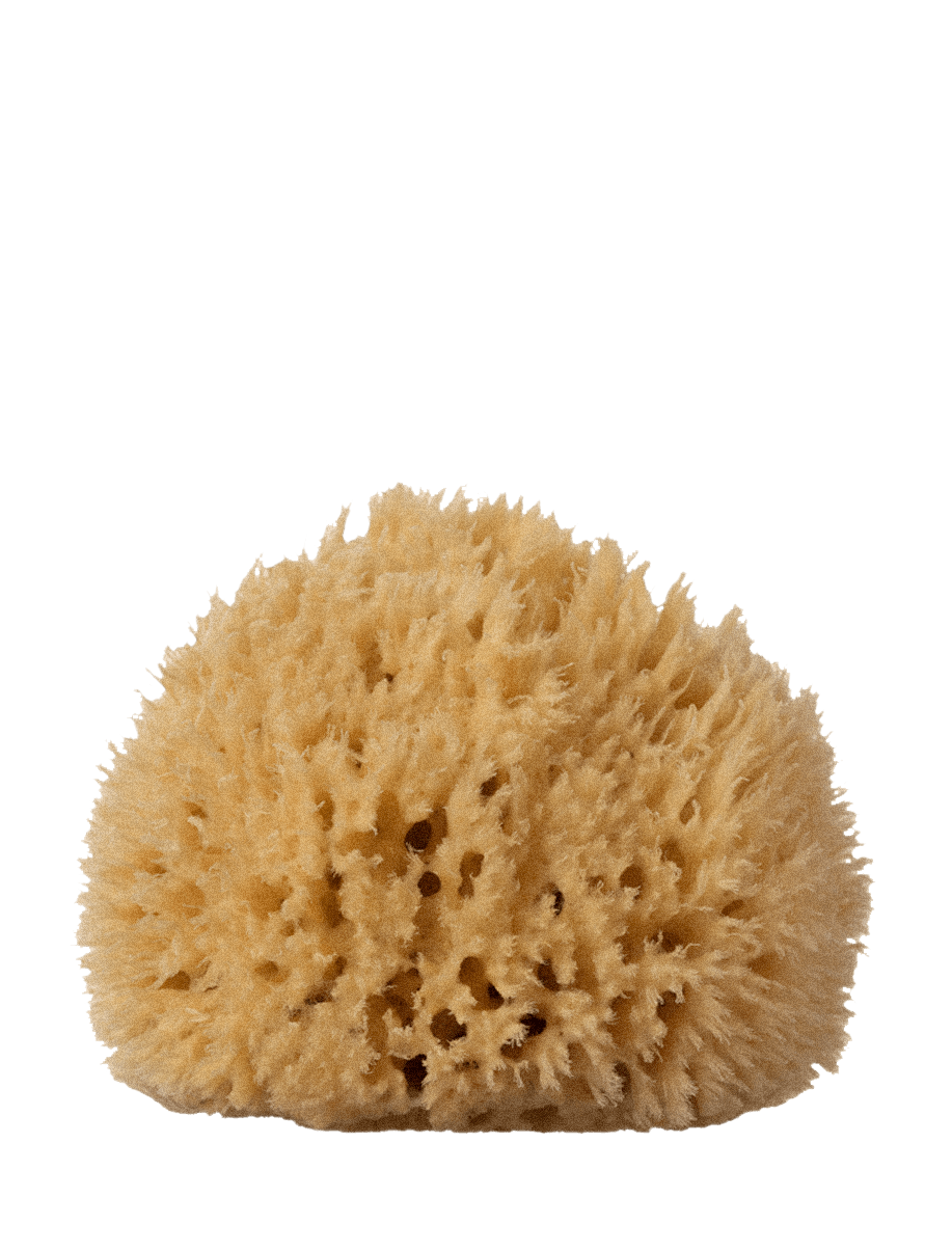 Sea Sponge, Large - well kept
