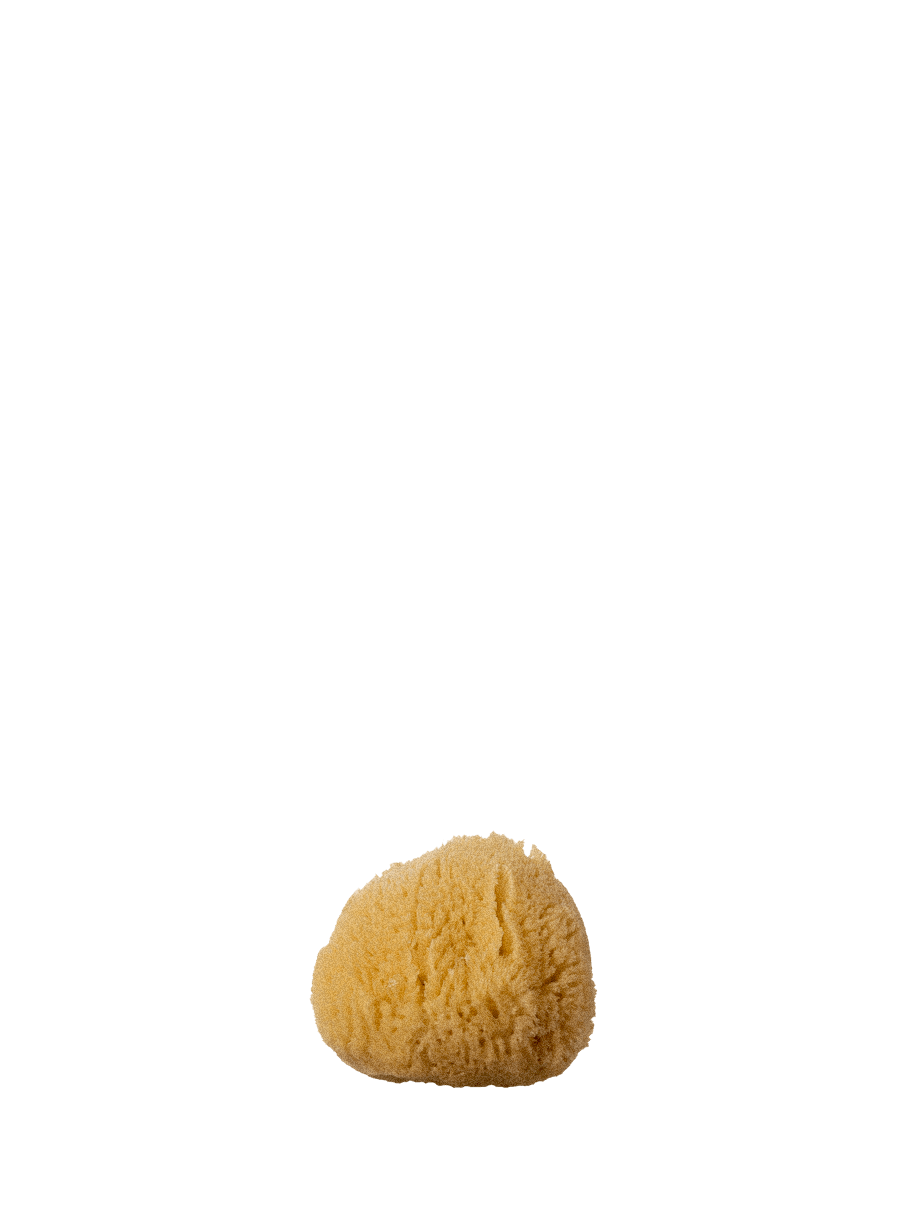 Silk Sea Sponge, Small - well kept
