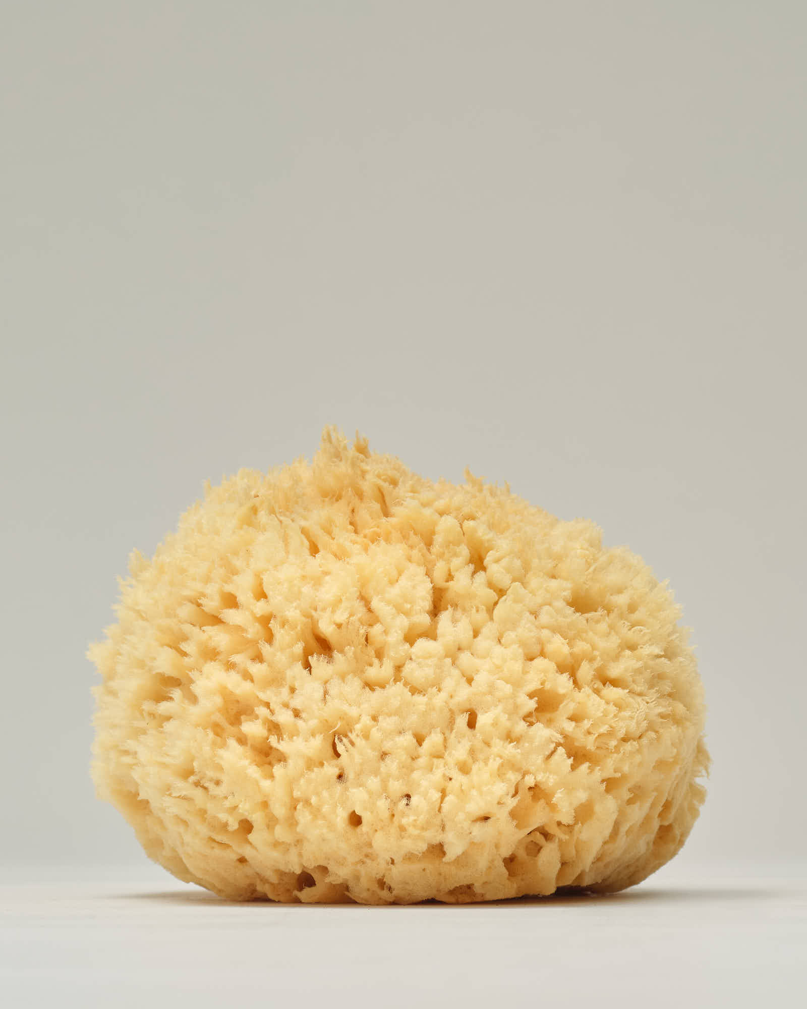 Sea Sponge - Wool