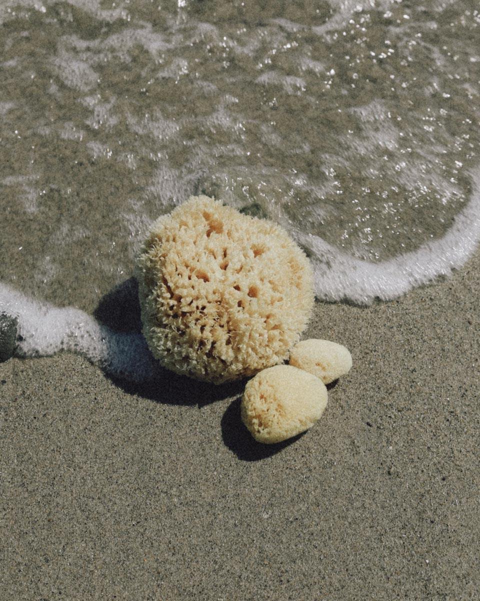 Sea Sponge, Large - well kept