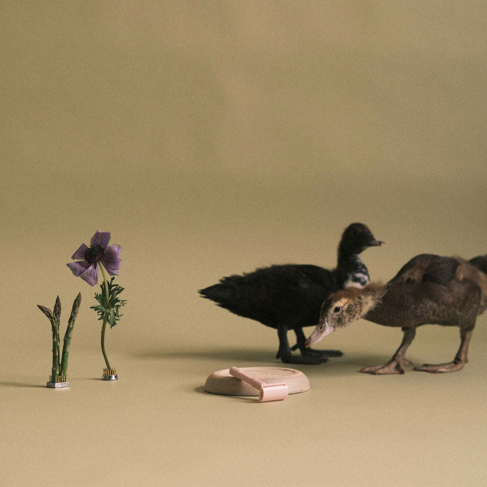 ugly duckling / safety razor / rose