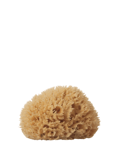 Sea Sponge, Medium - well kept