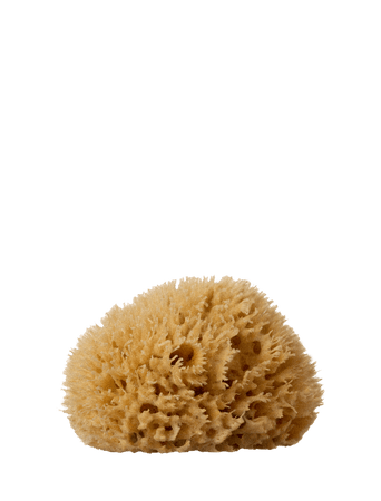 Are Sea Sponges Sustainable And Ethical?